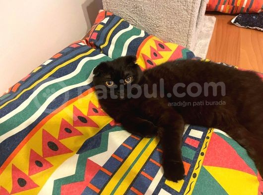 Siyah Inci Cins Kedi