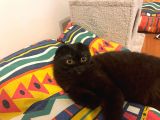 Siyah Inci Cins Kedi