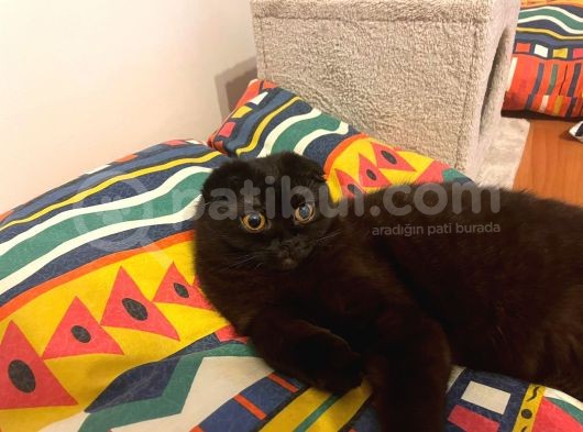 Siyah Inci Cins Kedi görsel