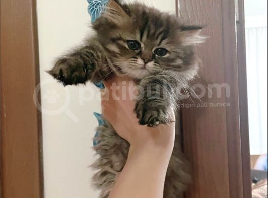 Egzotic Longhair Karamel