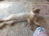 Scottish Fold