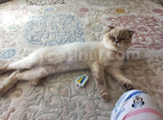 Scottish Fold görsel