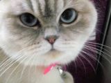 Scottish Fold