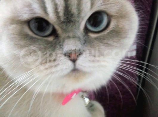 Scottish Fold görsel