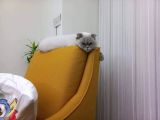 Scottish Fold