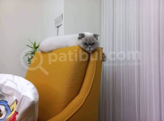 Scottish Fold görsel