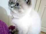 Scottish Fold