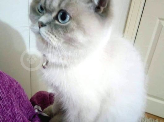 Scottish Fold görsel