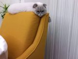 Scottish Fold