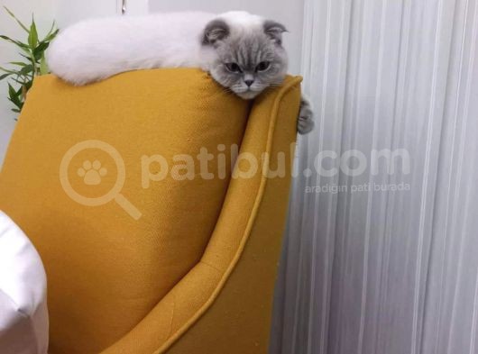 Scottish Fold