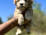 Küçük Maltipoo Kızım