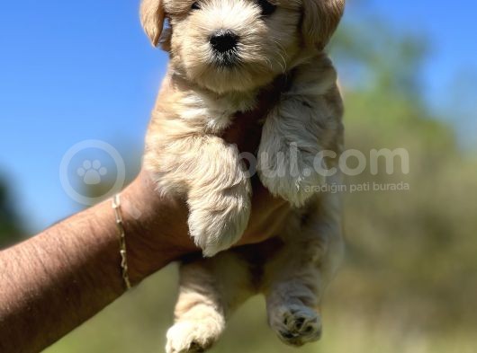Küçük Maltipoo Kızım görsel