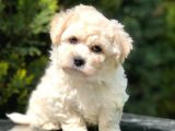 F2 Maltipoo Yavrumuz