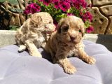 Toy Poodle Erkek