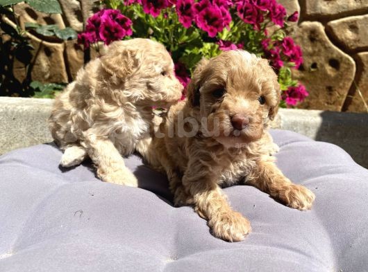 Toy Poodle Erkek görsel