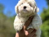Kar Beyaz Maltese Bebeğim