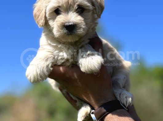 Küçük Maltipoo Kızlarım görsel