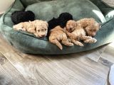Toy Poodle Erkek