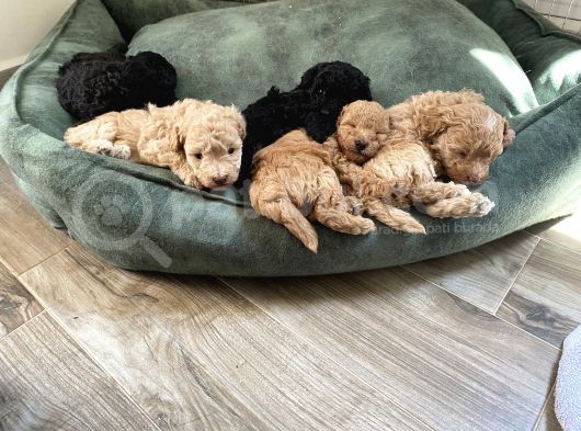 Toy Poodle Erkek görsel