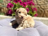 Toy Poodle Erkek
