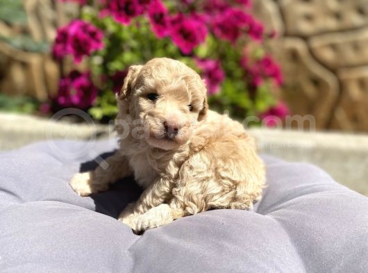 Toy Poodle Erkek görsel