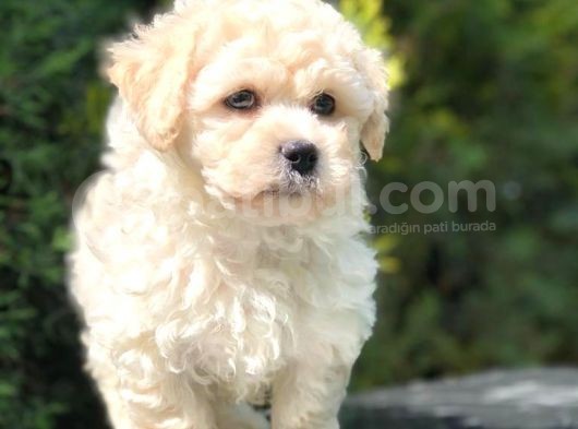 F2 Maltipoo Yavrumuz görsel