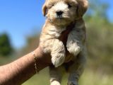 Küçük Maltipoo Kızım