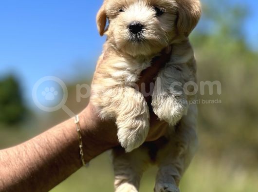 Küçük Maltipoo Kızım görsel