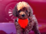 Safkan Toy Poodle Yavrularımız
