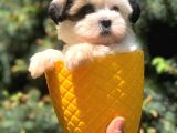 Xs Dizayn Irk Morkie