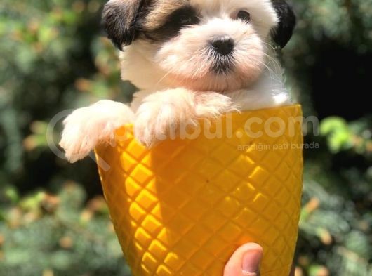 Xs Dizayn Irk Morkie görsel