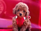 Safkan Toy Poodle Yavrularımız