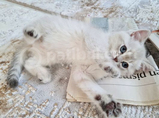 Scothis Straight Dişi 2 Aylık Mavi Gözlü Yavru görsel