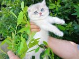 Full Şecereli̇ Golden Poi̇nt Ve Blue Golden Bebekler