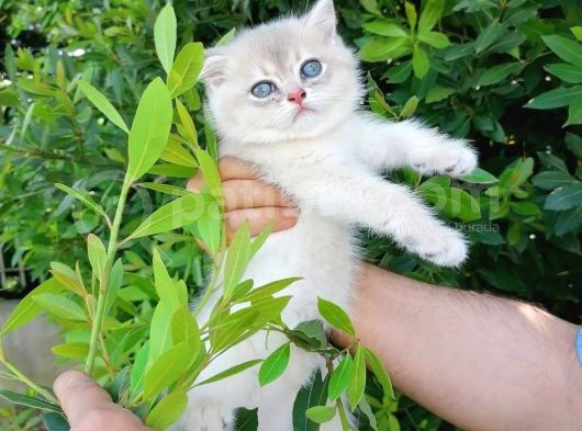 Full Şecereli̇ Golden Poi̇nt Ve Blue Golden Bebekler görsel