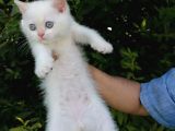 Full Şecereli̇ Golden Poi̇nt Ve Blue Golden Bebekler