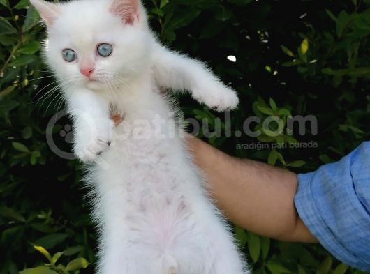 Full Şecereli̇ Golden Poi̇nt Ve Blue Golden Bebekler
