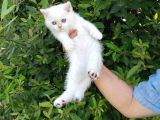 Full Şecereli̇ Golden Poi̇nt Ve Blue Golden Bebekler