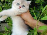 Full Şecereli̇ Golden Poi̇nt Ve Blue Golden Bebekler