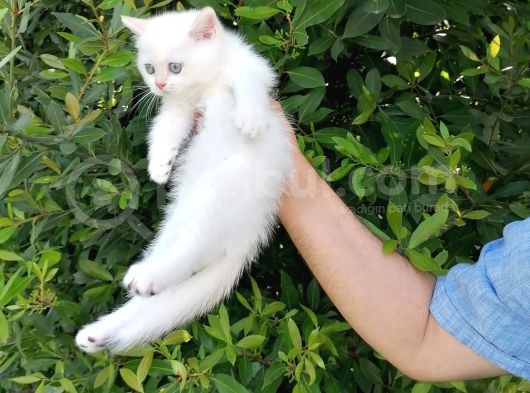 Full Şecereli̇ Golden Poi̇nt Ve Blue Golden Bebekler görsel