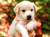 Maltipoo Yavrularım