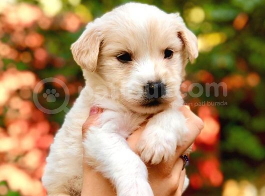 Maltipoo Yavrularım görsel