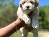 Maltipoo Bebeklerim
