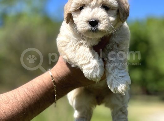 Maltipoo Bebeklerim