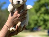 Güzeller Güzeli Maltipoo Kızım