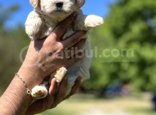 Güzeller Güzeli Maltipoo Kızım görsel