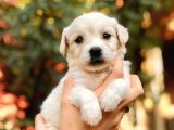 Maltipoo Yavrularım
