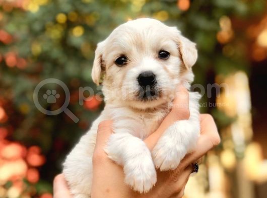 Maltipoo Yavrularım görsel