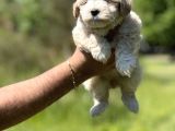 Maltipoo Bebeklerim