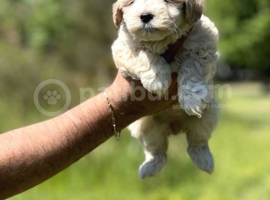Maltipoo Bebeklerim görsel